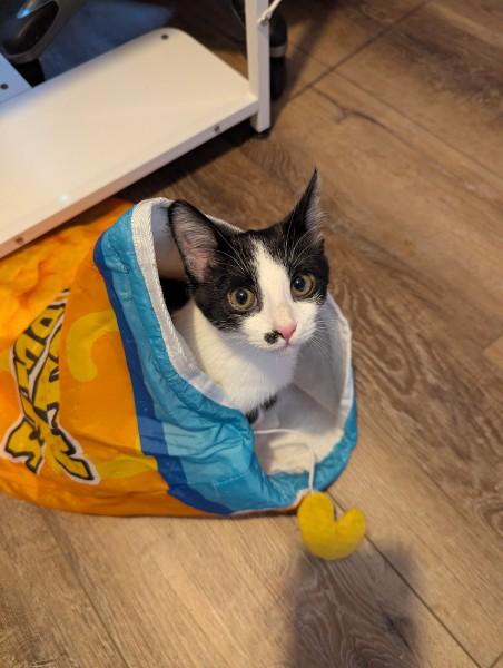 Punky , an adopted Domestic Short Hair in Kannapolis, NC image 5/6