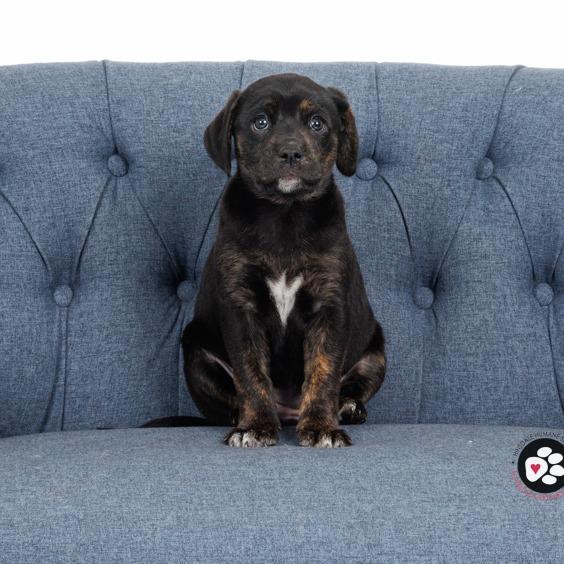 Ivy, a Adoptable Mixed Breed in Hinsdale, IL image 1/2