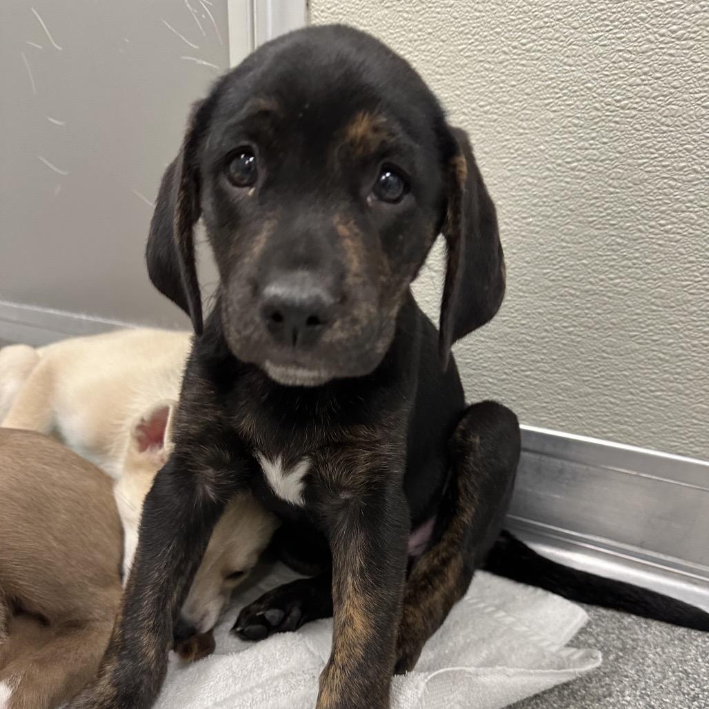 Ivy, a Adoptable Mixed Breed in Hinsdale, IL image 2/2