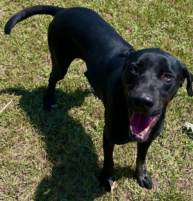 COCA COLA, Adoptable, Adult Male Labrador Retriever & Mixed Breed.