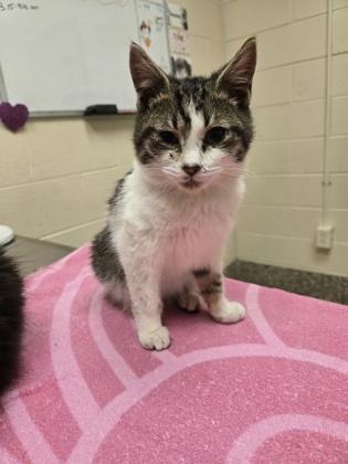 Garfunkel, a Adoptable mixed breed in Detroit, MI image 1/2