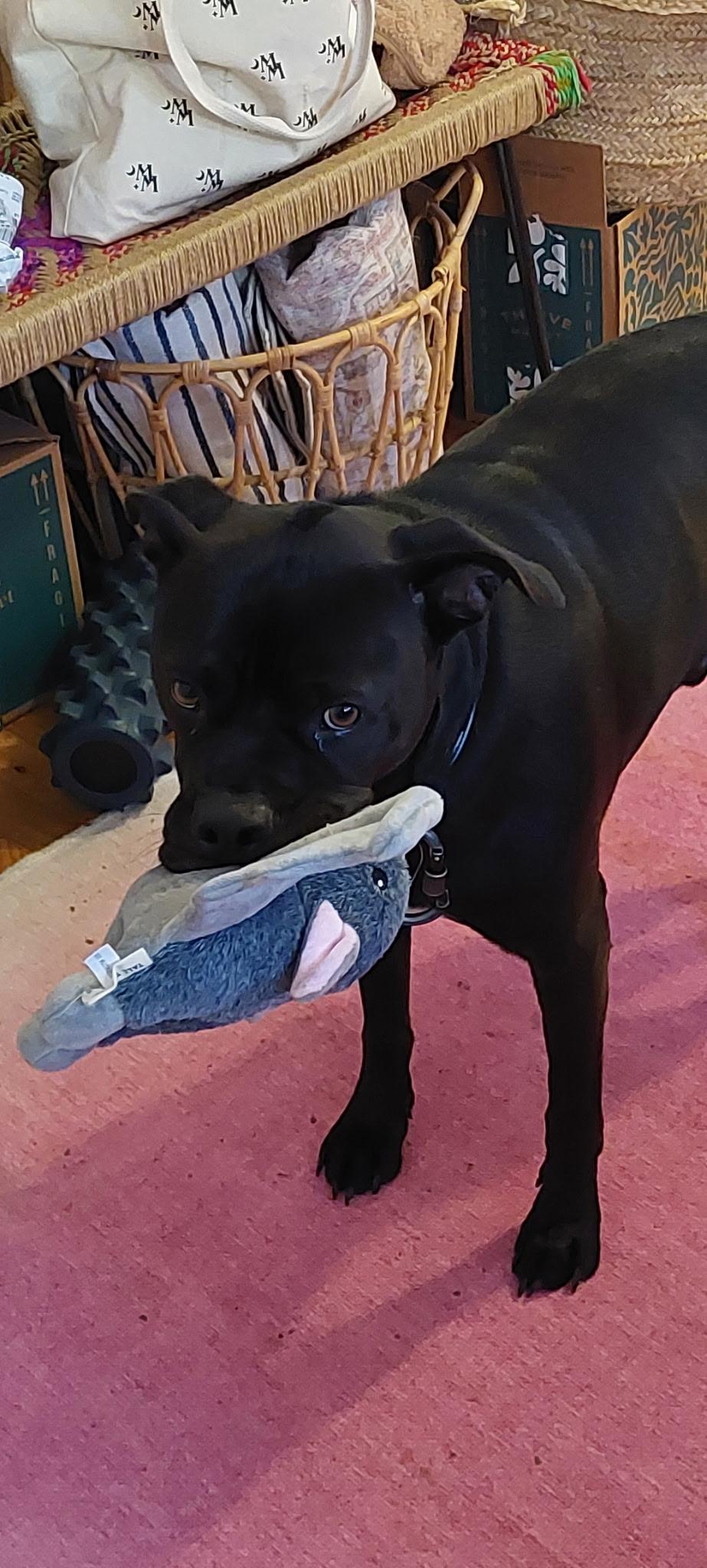 Enlarge Coby , a Adoptable Mixed Breed in Vassalboro, ME image 2/2