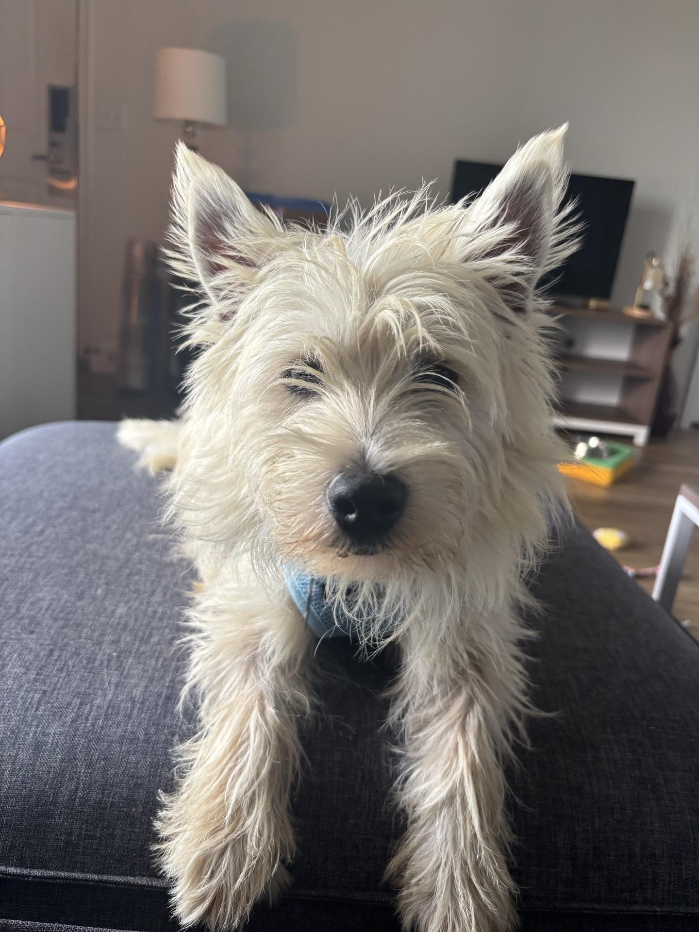Bob, Adoptable, Young Male West Highland White Terrier / Westie.