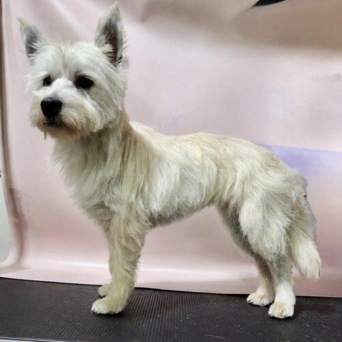 Bob, Adoptable, Young Male West Highland White Terrier / Westie.