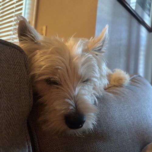 Enlarge Bob, a Adoptable West Highland White Terrier / Westie in Broken Arrow, OK image 3/4