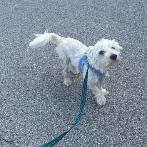 Enlarge Bob, a Adoptable West Highland White Terrier / Westie in Broken Arrow, OK image 4/4