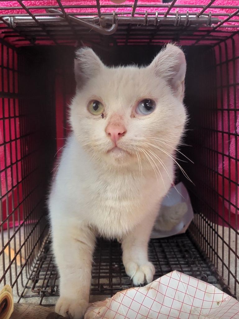 Lady Mary, a Adoptable mixed breed in Los Angeles, CA image 1/6