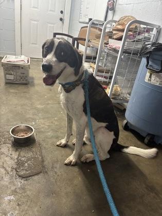 Cash, adopted, Adult Male Mixed Breed.