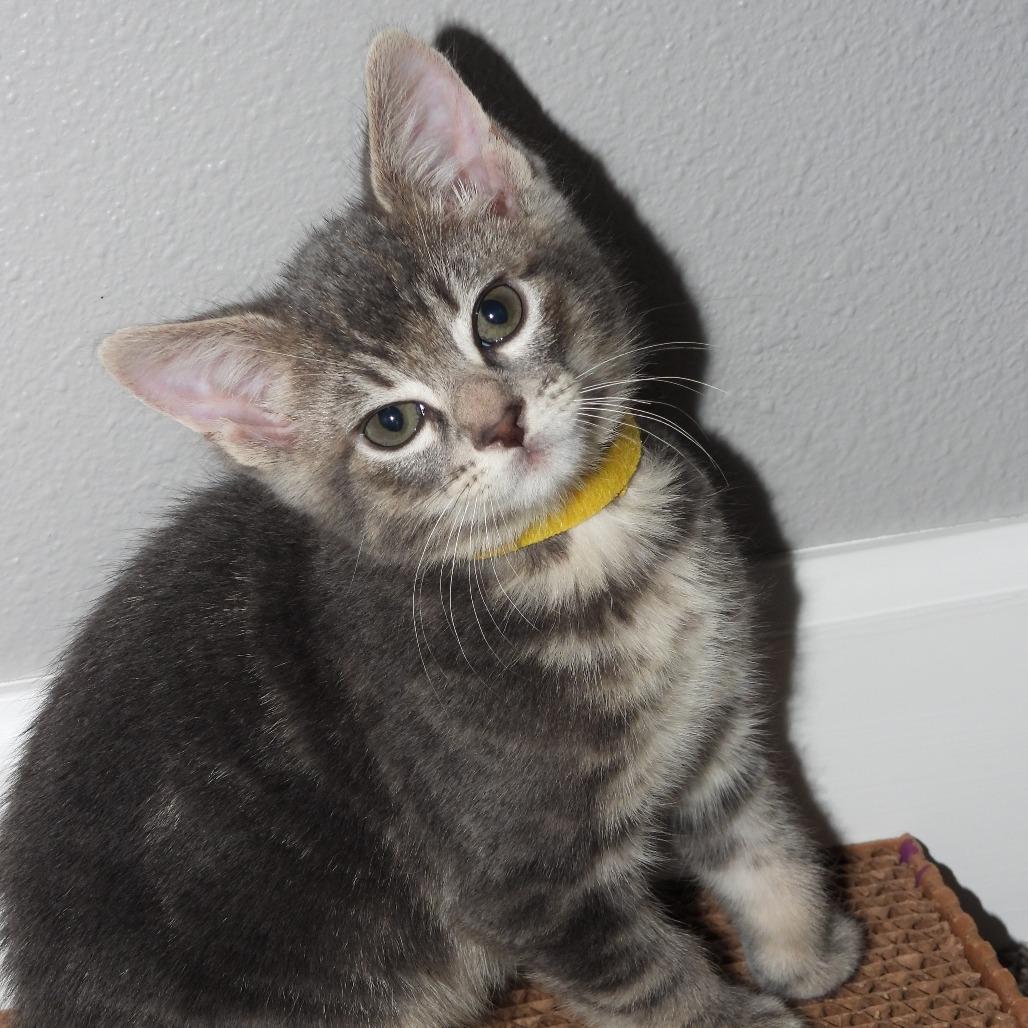 Ace, Adoptable, Kitten Male Domestic Short Hair.