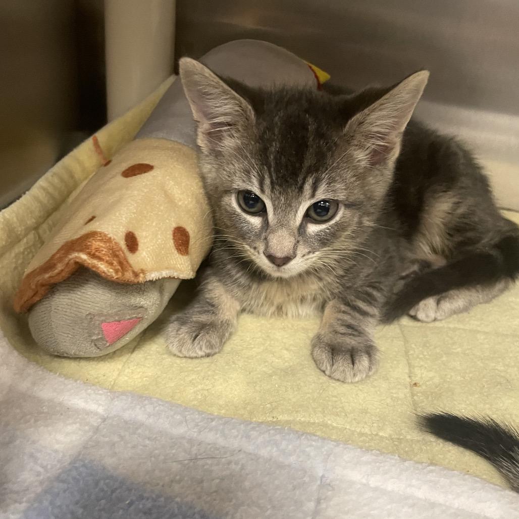 Enlarge Ace, a Adoptable Domestic Short Hair in Keizer, OR image 2/3