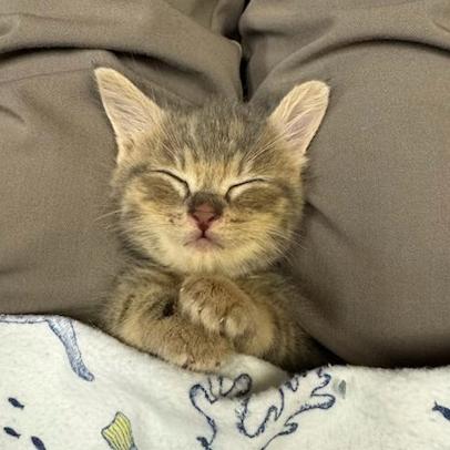 Enlarge Ace, a Adoptable Domestic Short Hair in Keizer, OR image 3/3