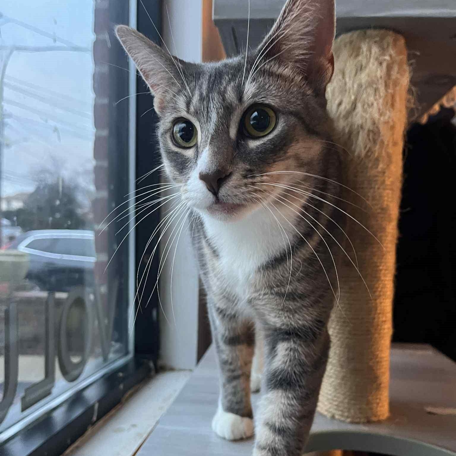 Enlarge Peggy, a ADOPTABLE Domestic Short Hair in Huntington, NY image 2/2