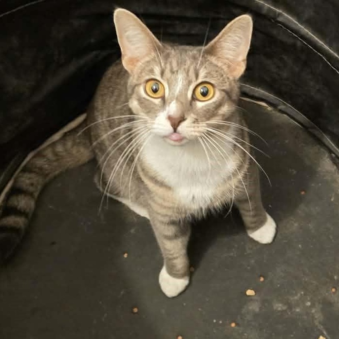 Peggy, ADOPTABLE, Adult Female Domestic Short Hair.