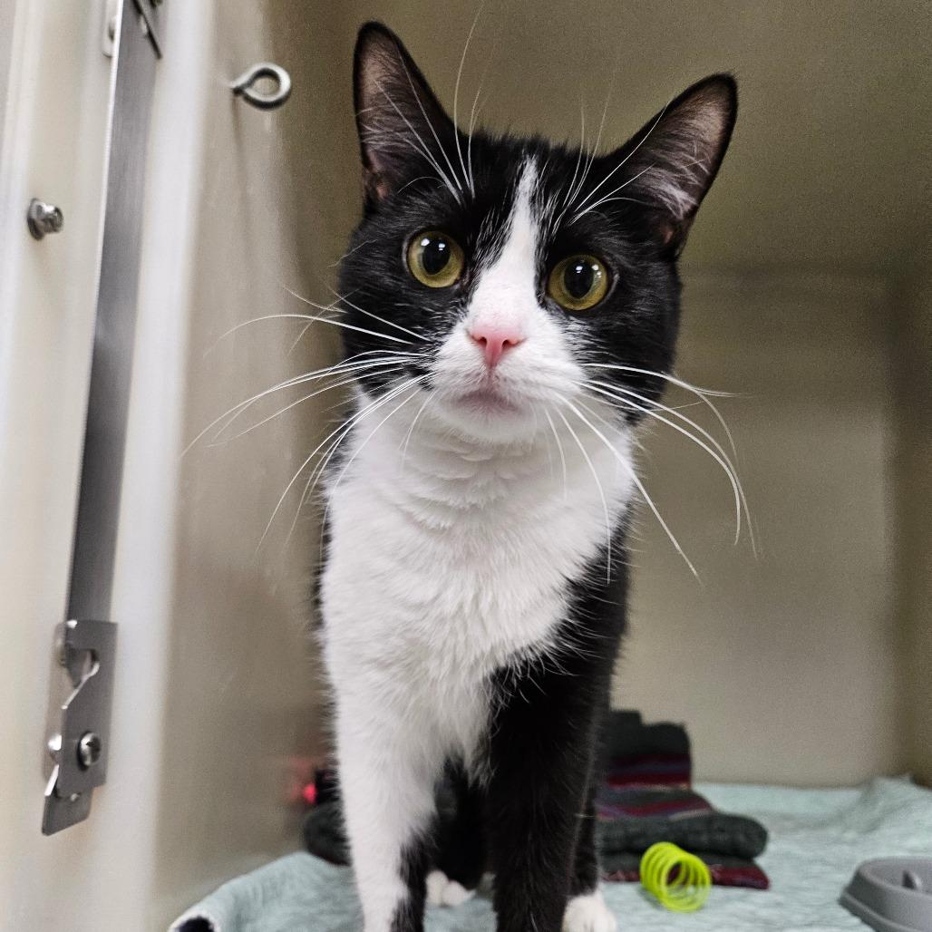 Enlarge Mimi, a Adoptable Domestic Short Hair in Zanesville, OH image 1/2