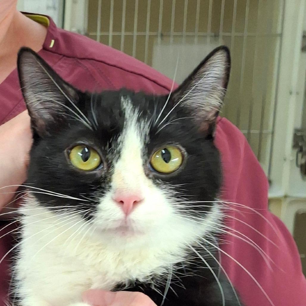 Mimi, Adoptable, Young Female Domestic Short Hair.
