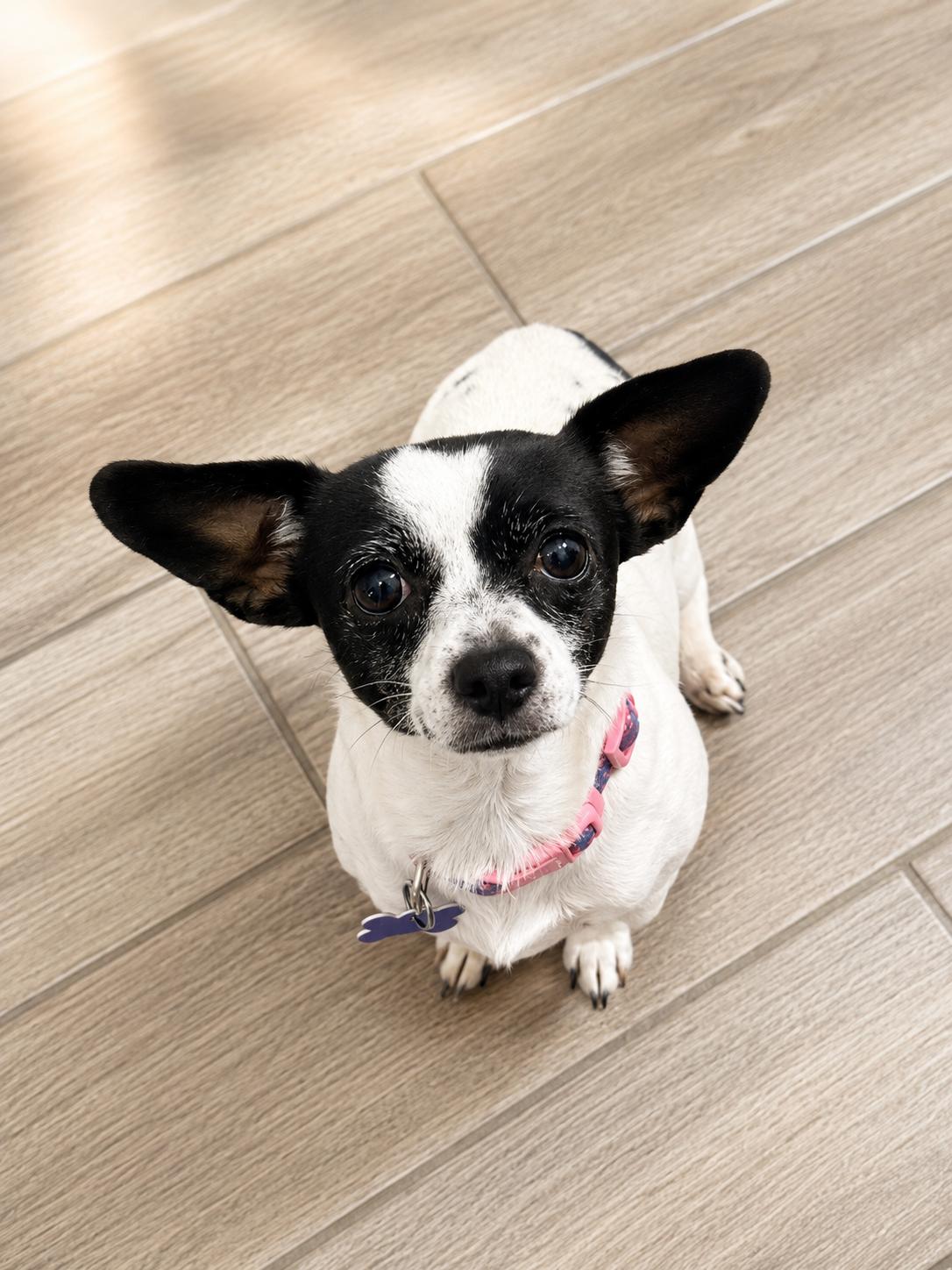 Enlarge Halle, a Adoptable mixed breed in Las Vegas, NV image 1/3