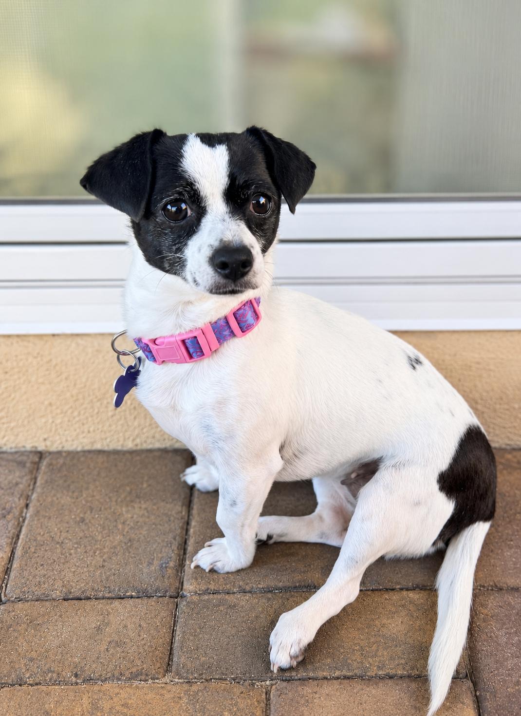 Enlarge Halle, a Adoptable mixed breed in Las Vegas, NV image 2/3
