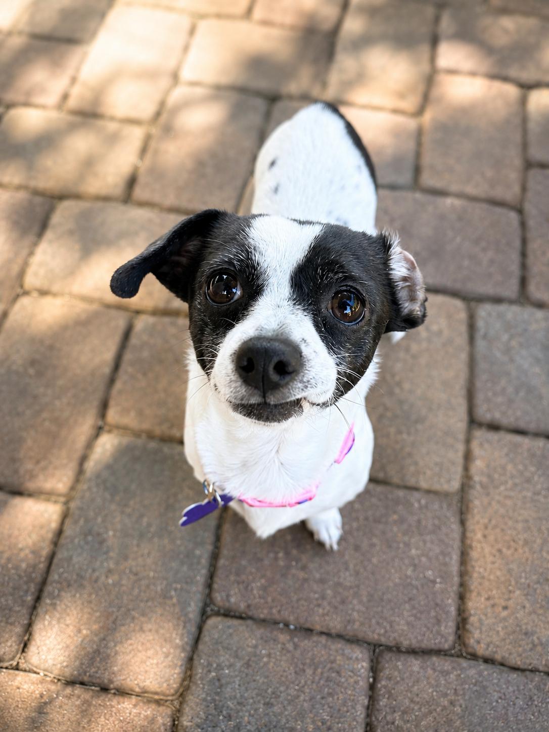 Enlarge Halle, a Adoptable mixed breed in Las Vegas, NV image 3/3