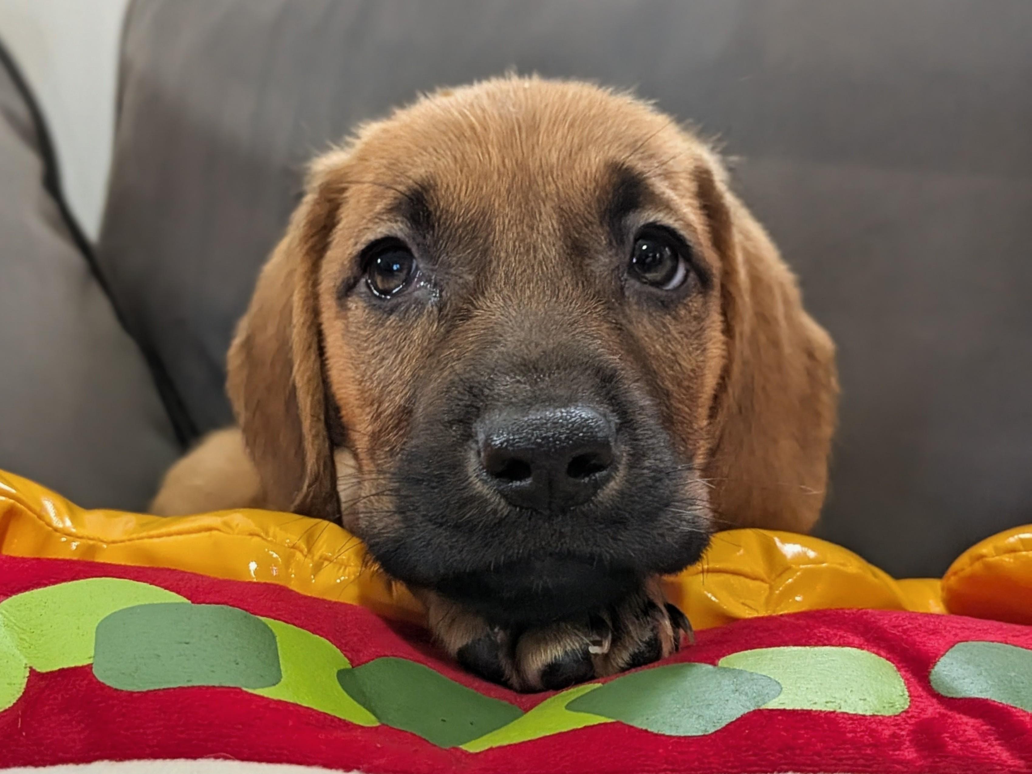 Enlarge Frankfurter, a Adopted mixed breed in TULSA, OK image 3/6