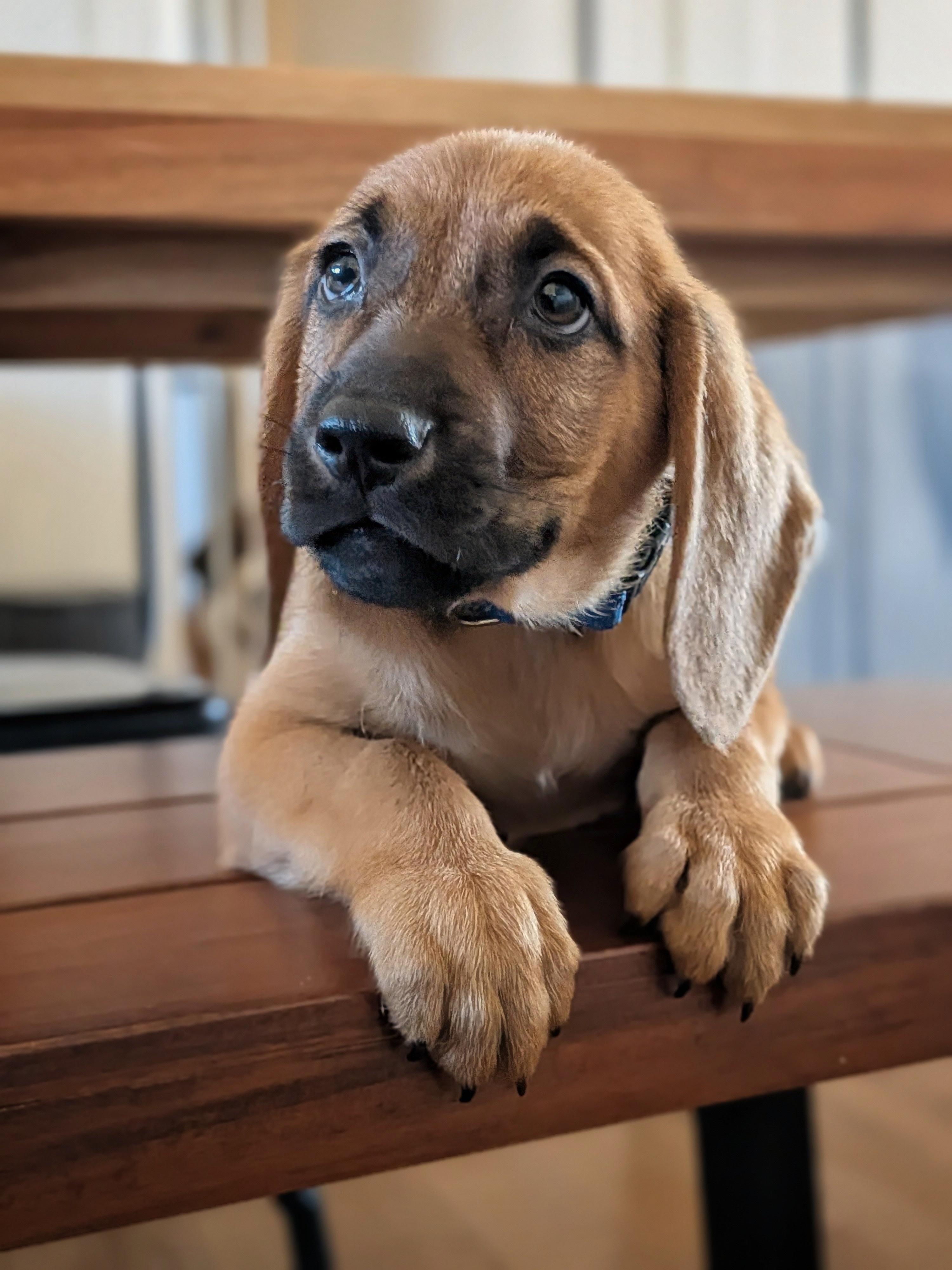 Enlarge Frankfurter, a Adopted mixed breed in TULSA, OK image 6/6