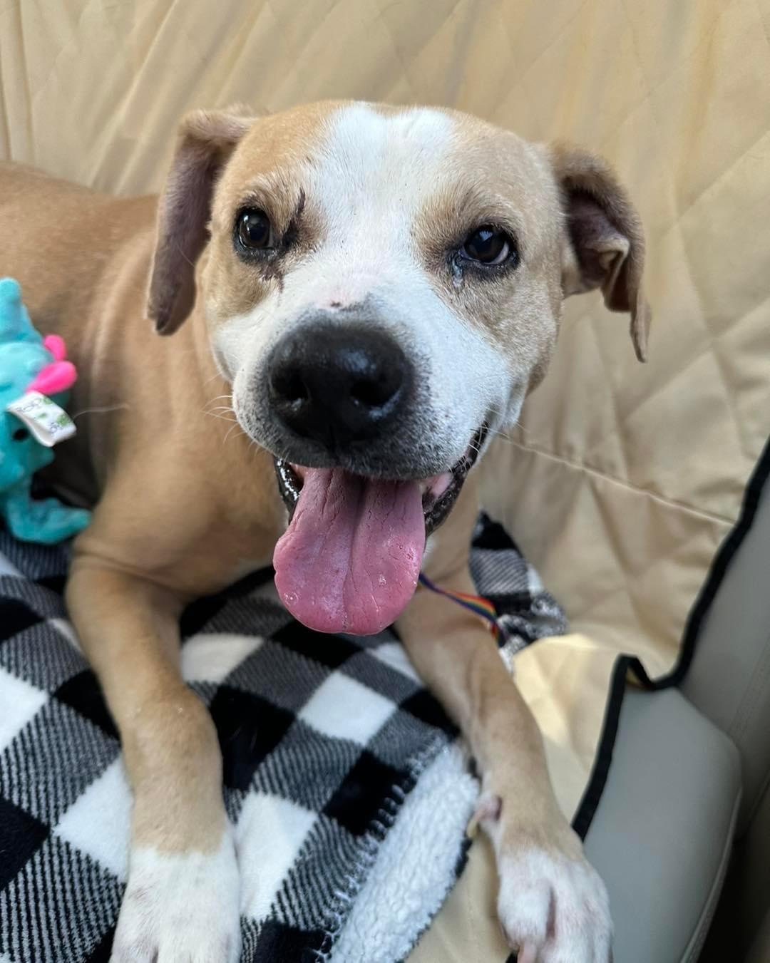 Coco, Adoptable, Adult Female Labrador Retriever.