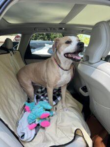 Coco, a Adoptable mixed breed in Marietta, GA image 2/5