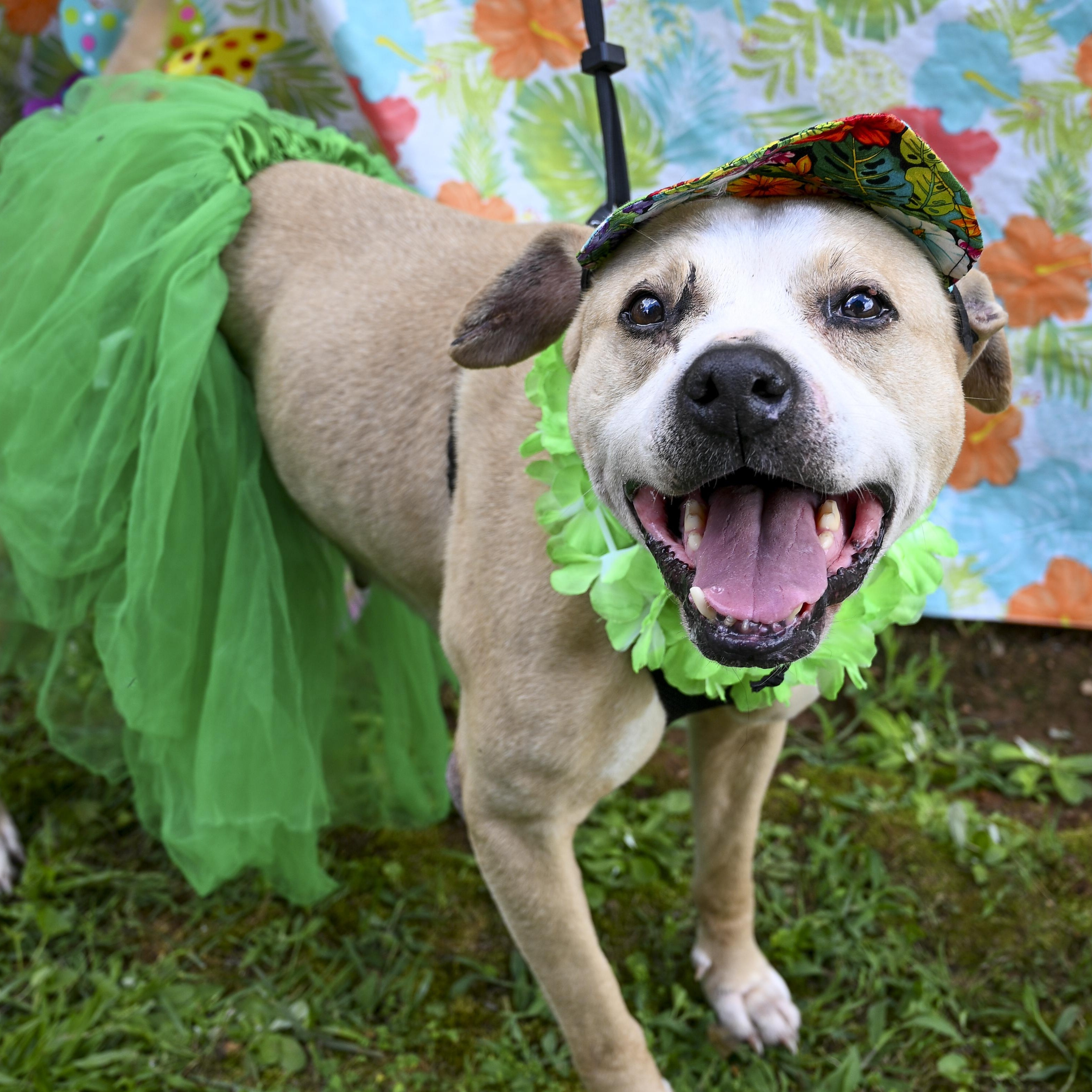 Coco, a Adoptable mixed breed in Marietta, GA image 5/5