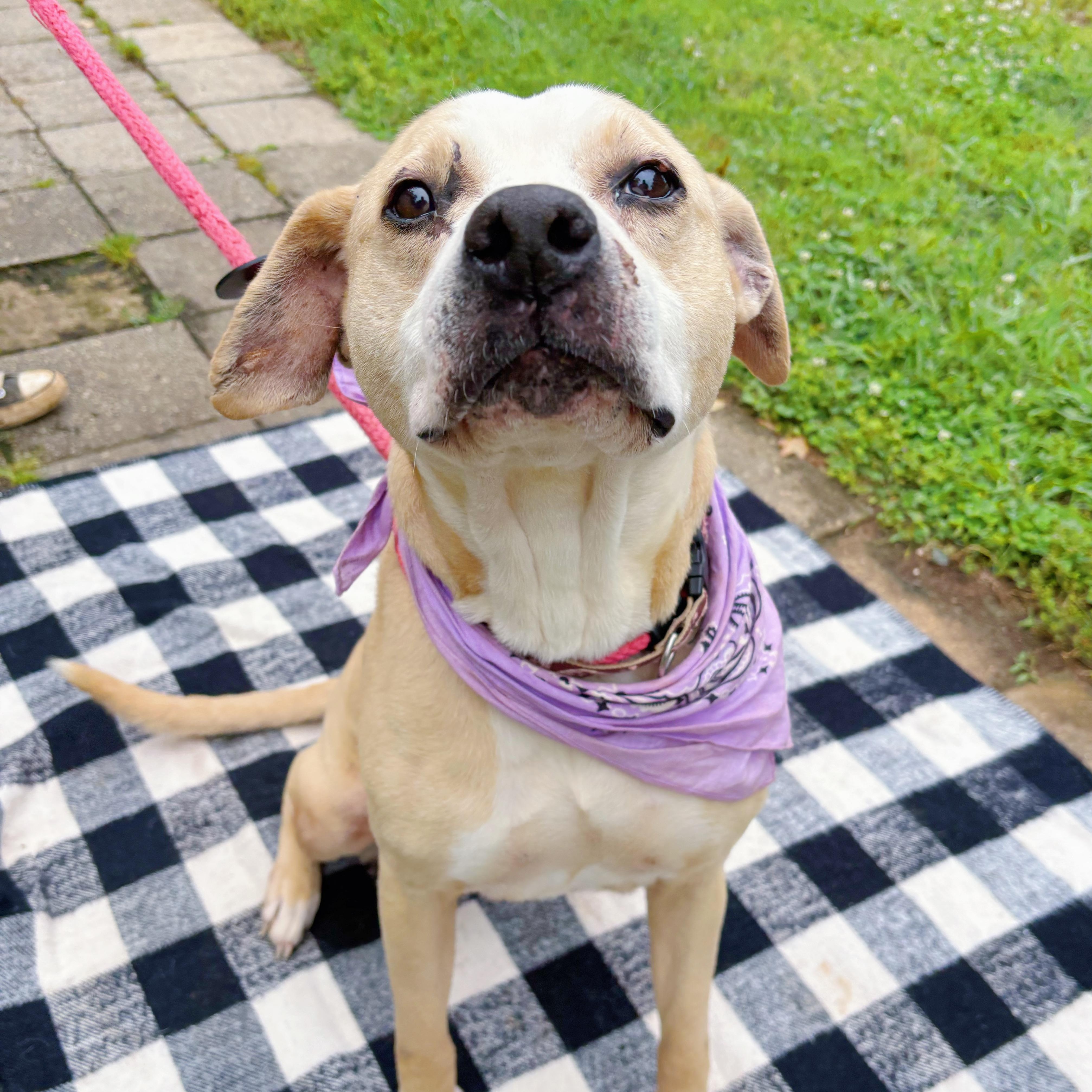 Coco, a Adoptable mixed breed in Marietta, GA image 4/5