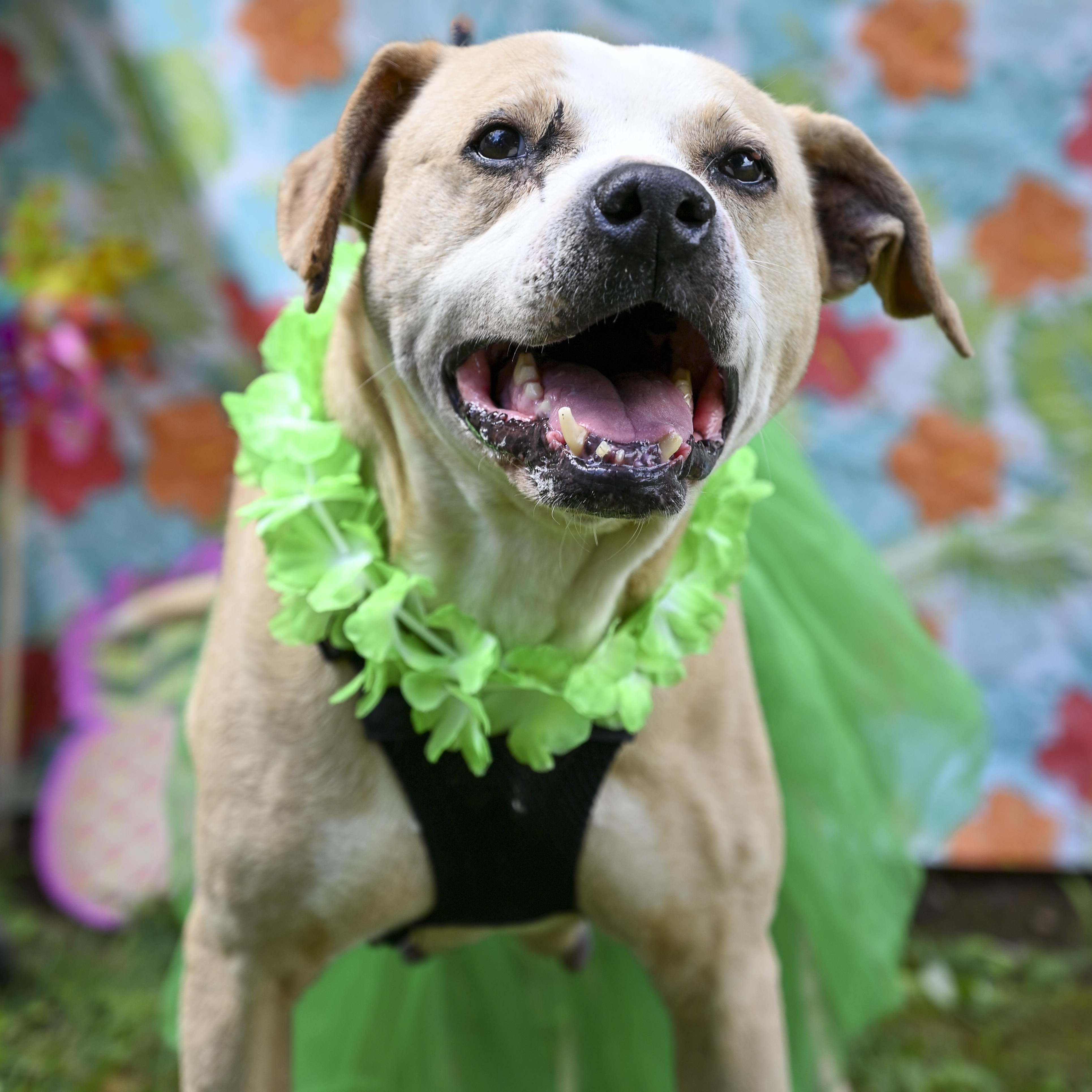 Coco, a Adoptable mixed breed in Marietta, GA image 3/5
