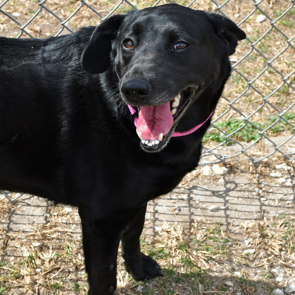 Rosie, Adoptable, Adult Female Black Labrador Retriever.