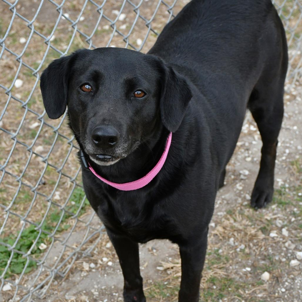 Enlarge Rosie, a Adoptable Black Labrador Retriever in Beaumont, TX image 2/5
