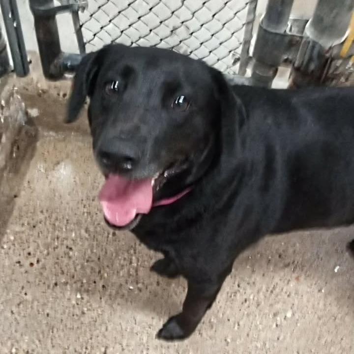 Enlarge Rosie, a Adoptable Black Labrador Retriever in Beaumont, TX image 3/5