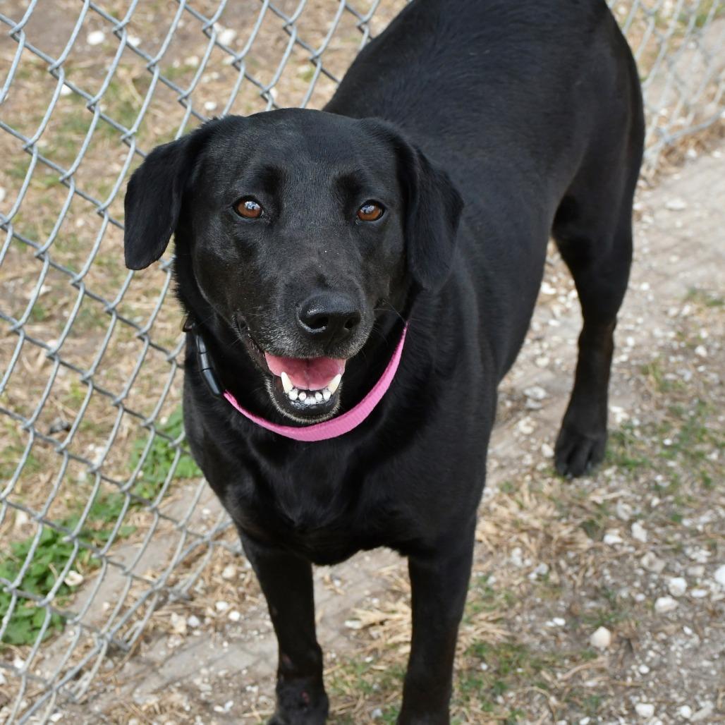 Enlarge Rosie, a Adoptable Black Labrador Retriever in Beaumont, TX image 5/5