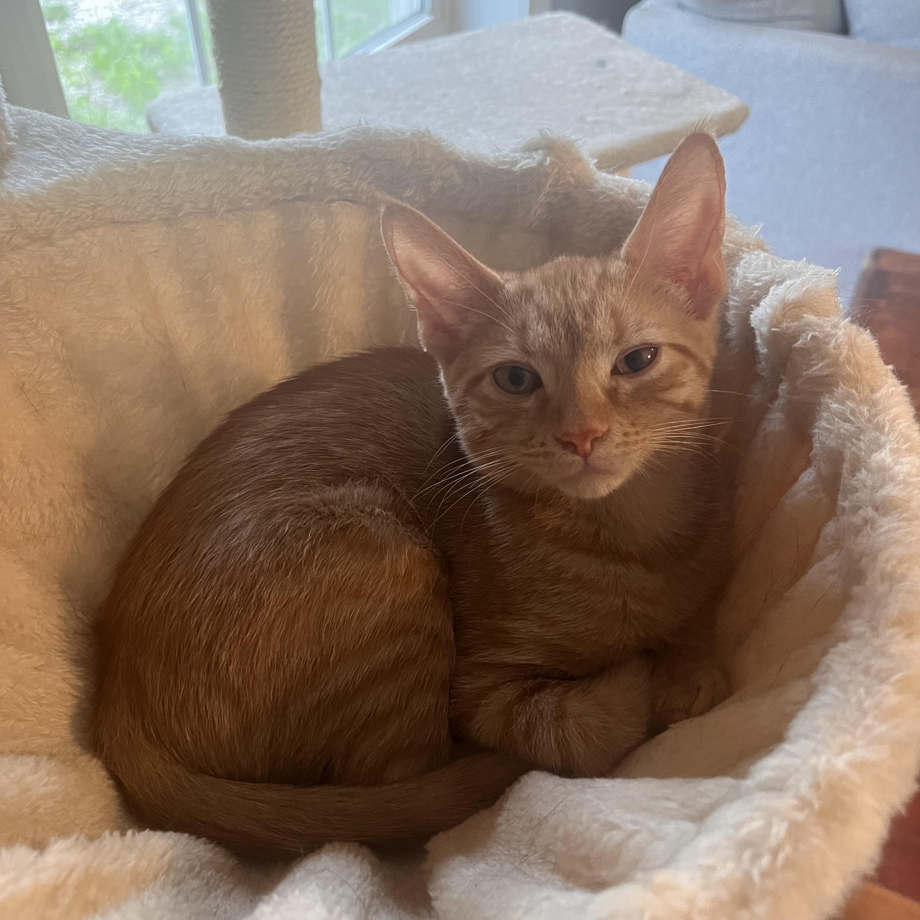 Enlarge Colby, a ADOPTABLE Domestic Short Hair in Lewis Center, OH image 3/4
