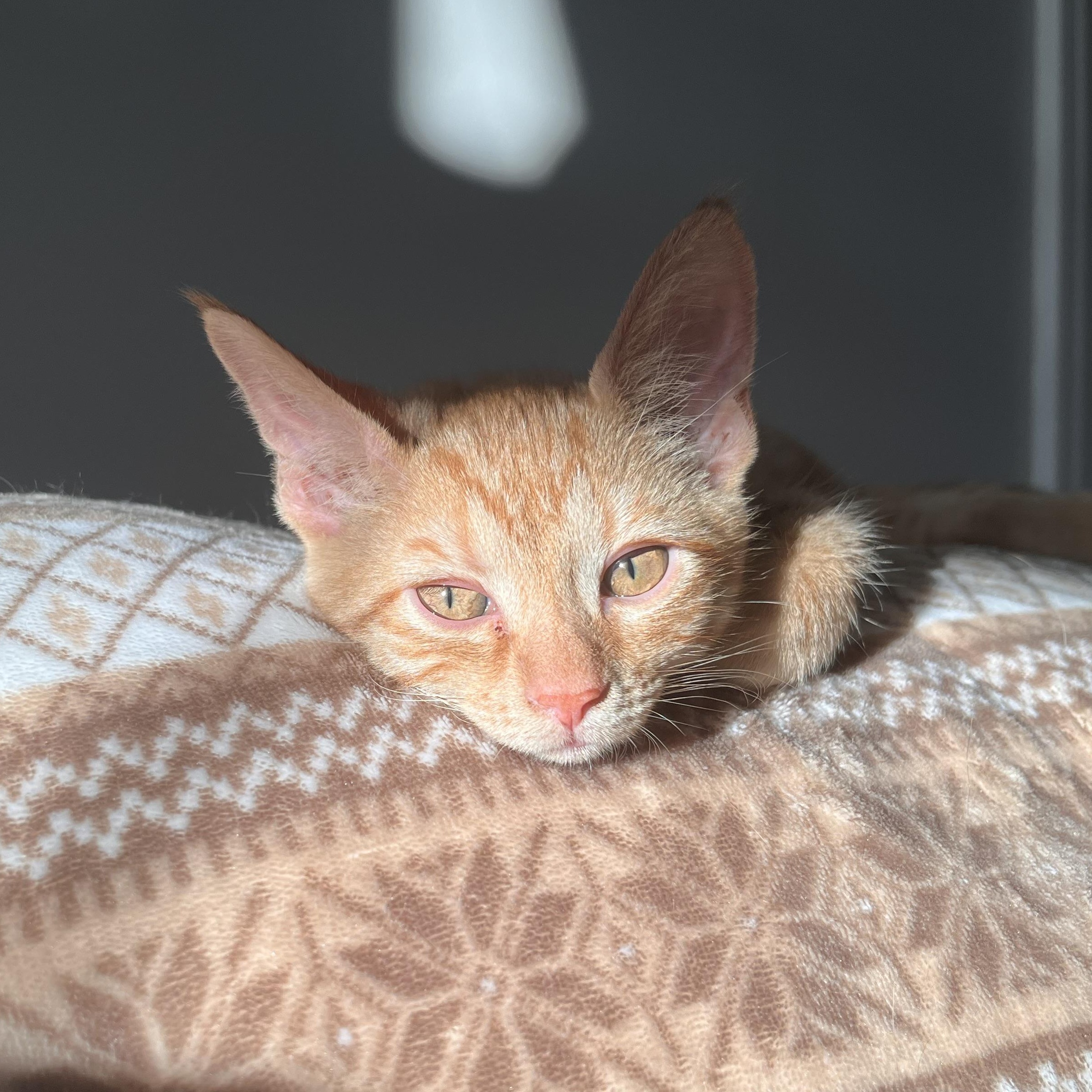 Colby, ADOPTABLE, Kitten Female Domestic Short Hair.