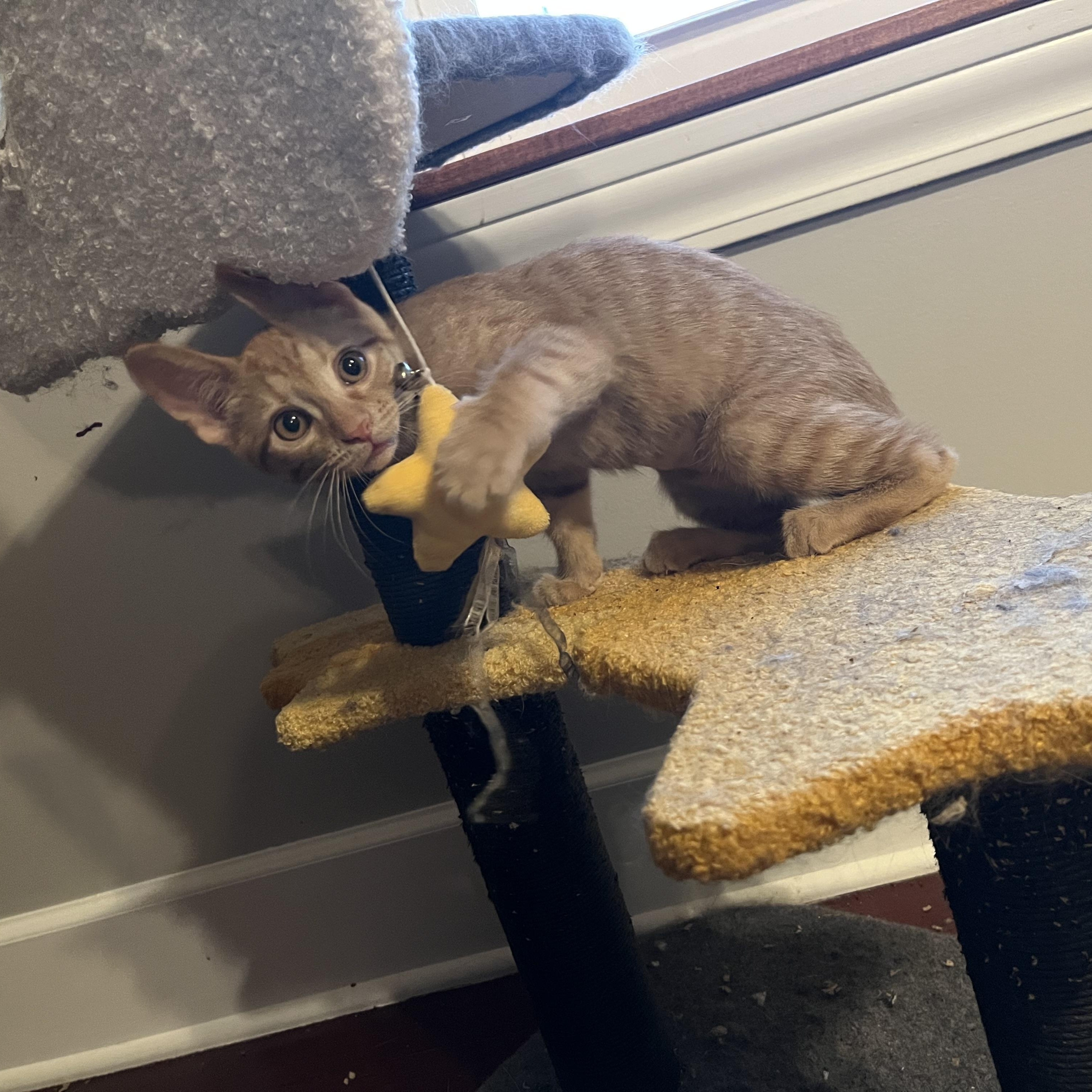 Enlarge Colby, a ADOPTABLE Domestic Short Hair in Lewis Center, OH image 2/4