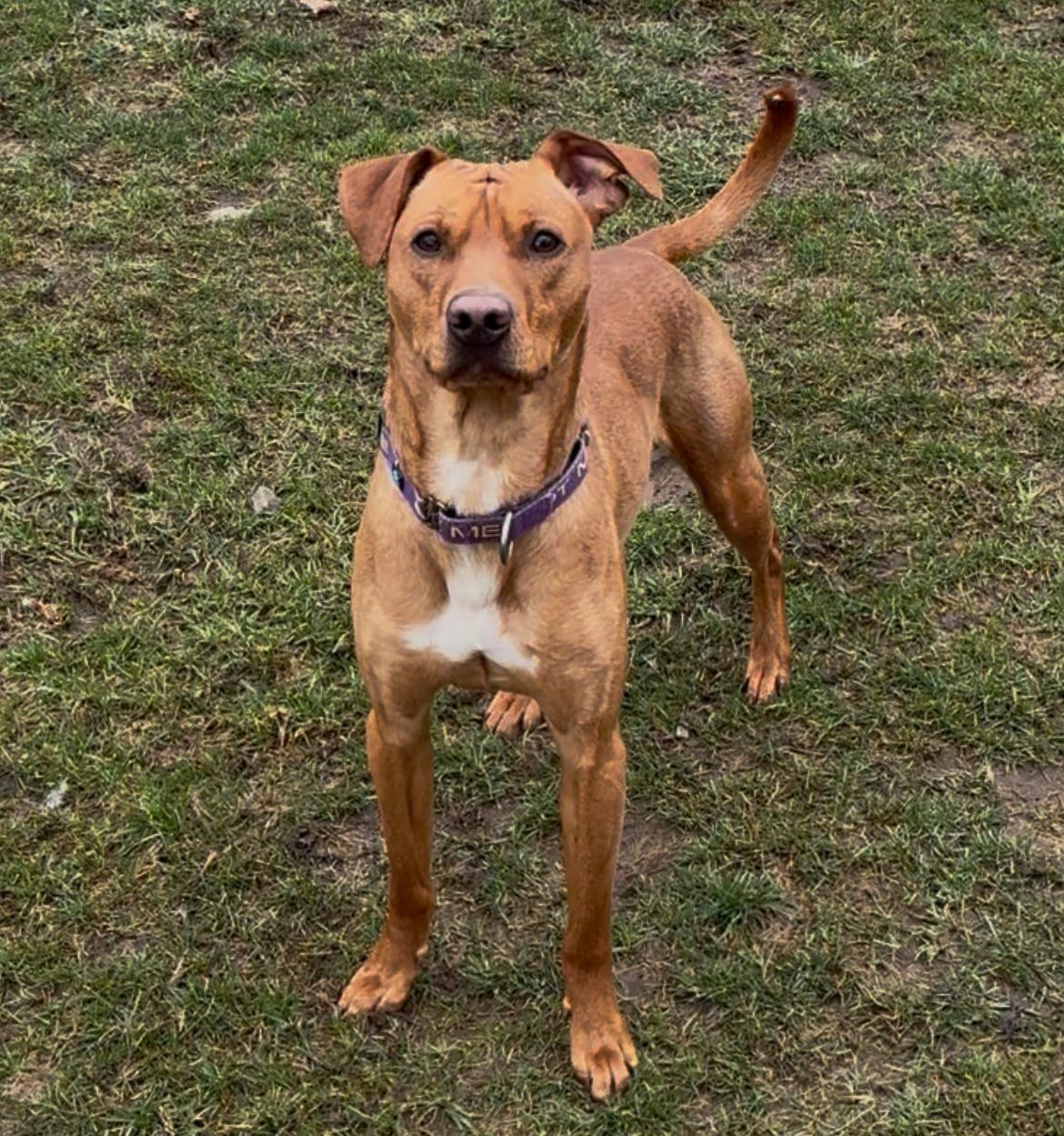 Scooby - Doo, Adoptable, Adult Male Terrier & Chihuahua.
