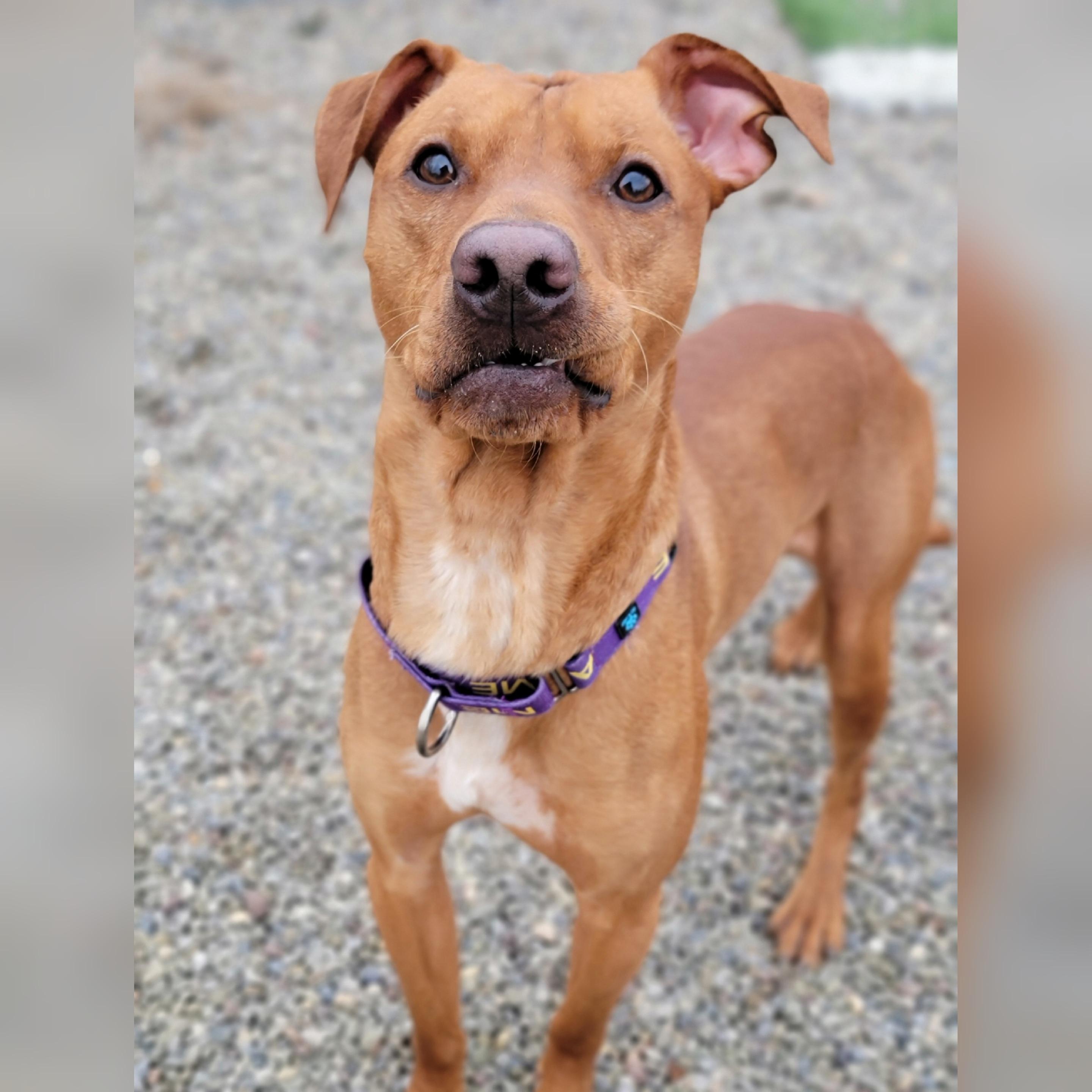 Scooby - Doo, Adoptable, Adult Male Terrier & Chihuahua.
