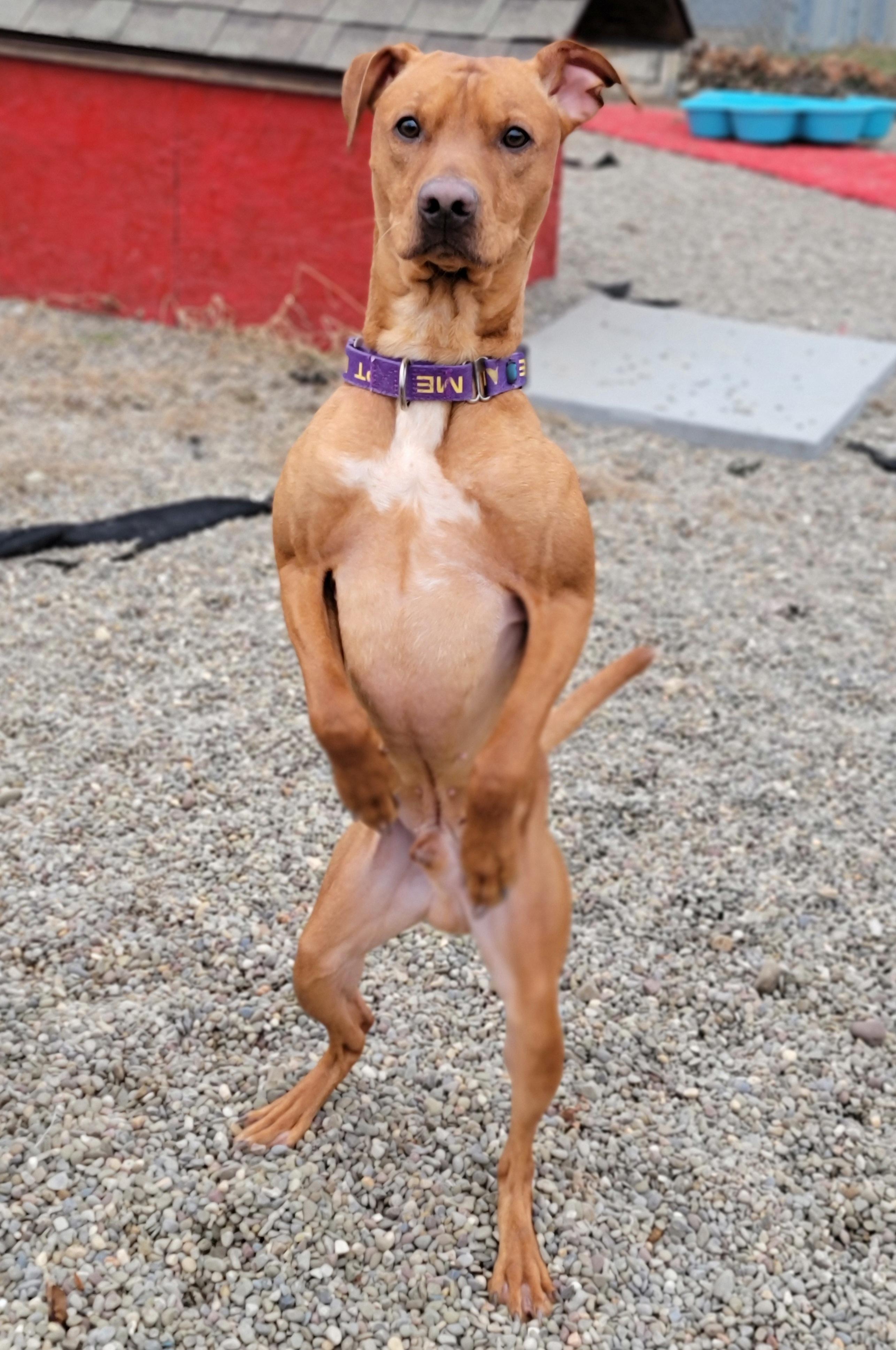 Enlarge Scooby - Doo, a Adoptable mixed breed in Hornell, NY image 2/2