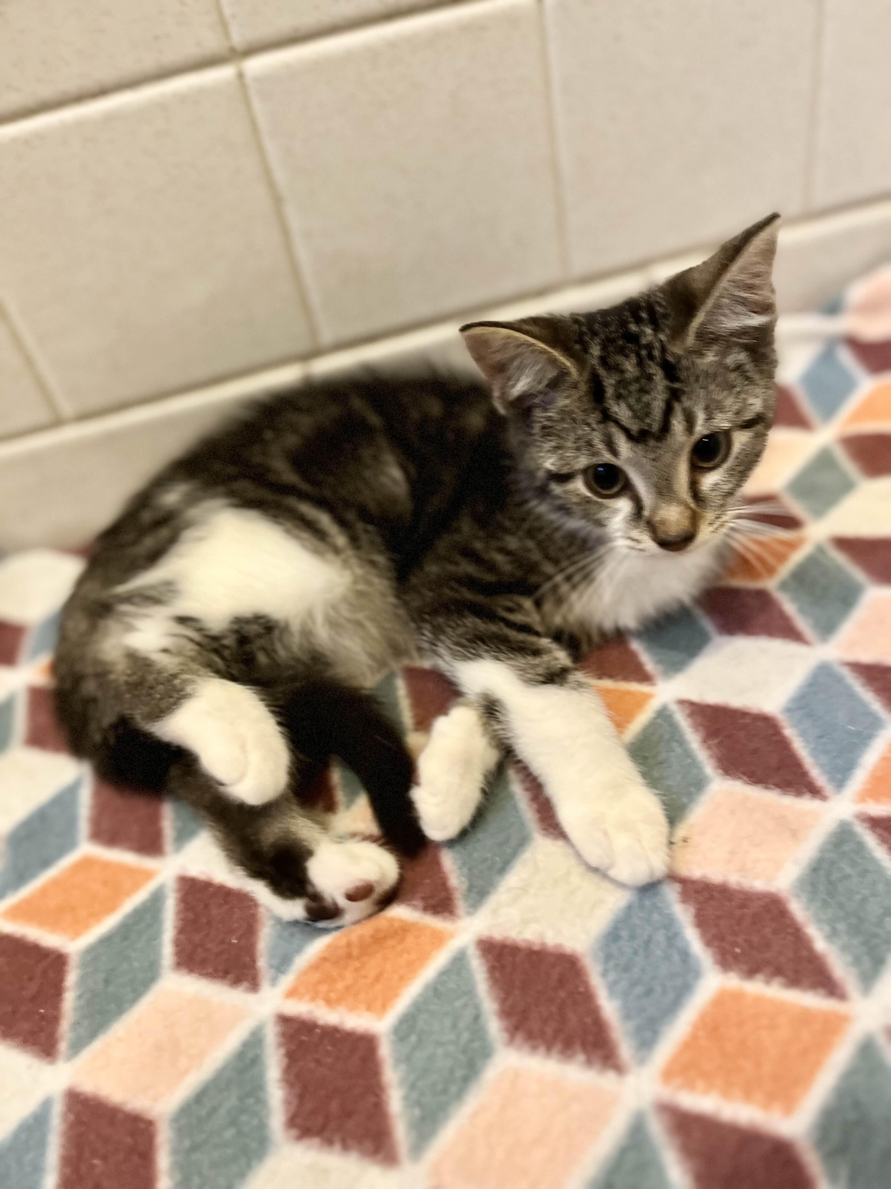 Betty, a Adoptable Domestic Short Hair image 1/5