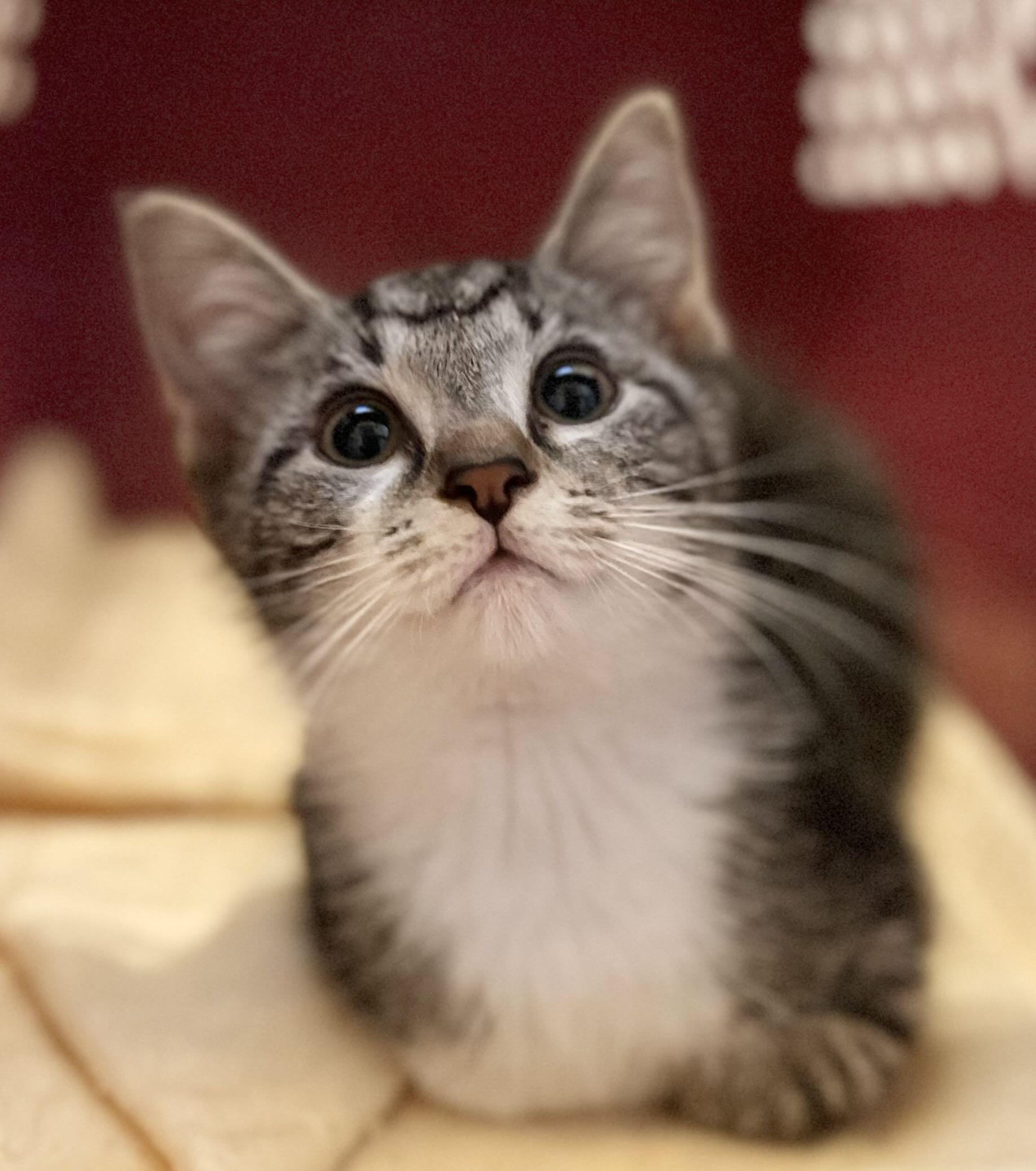 Betty, a Adoptable Domestic Short Hair image 2/5