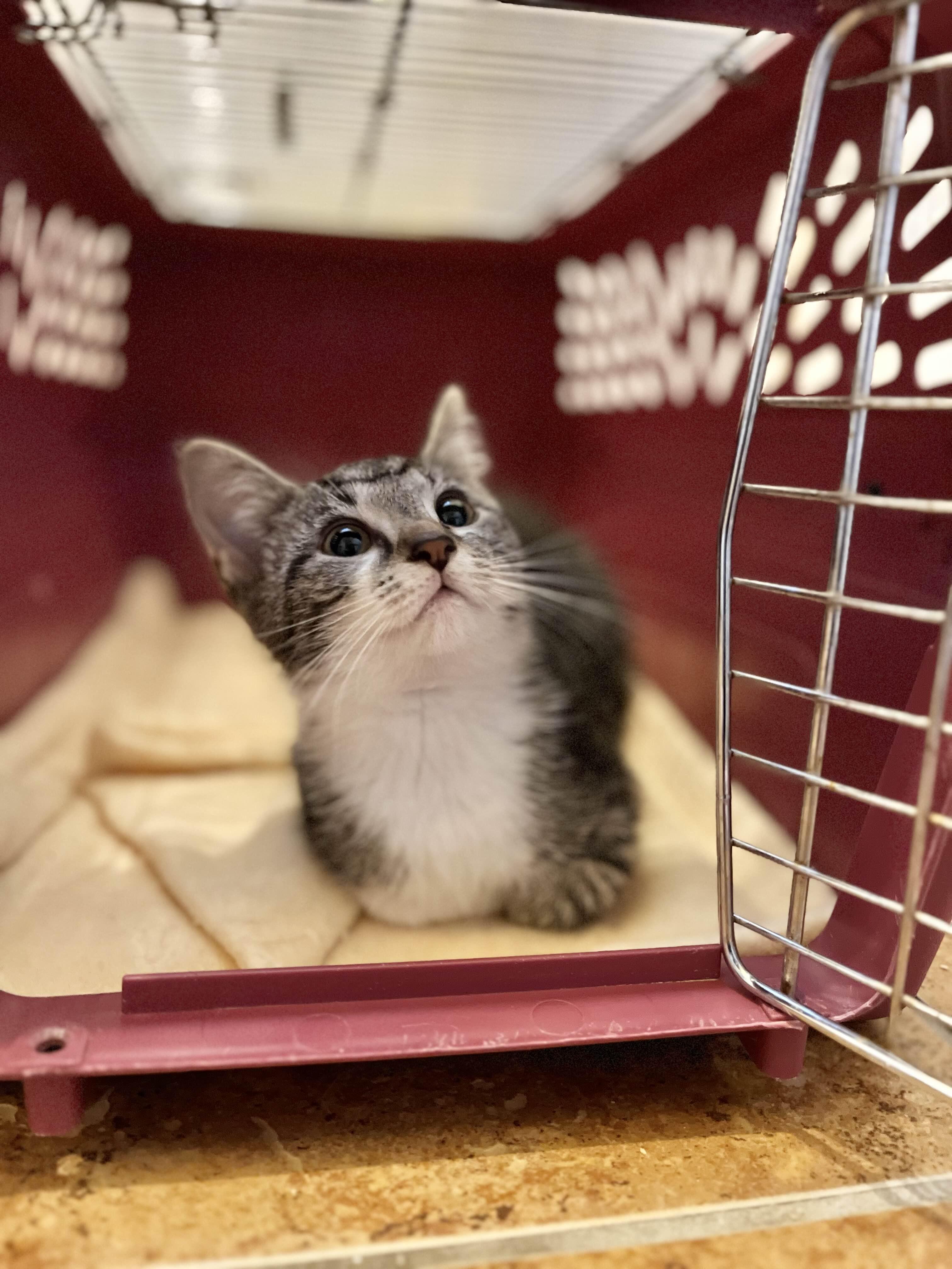 Betty, a Adoptable Domestic Short Hair image 3/5