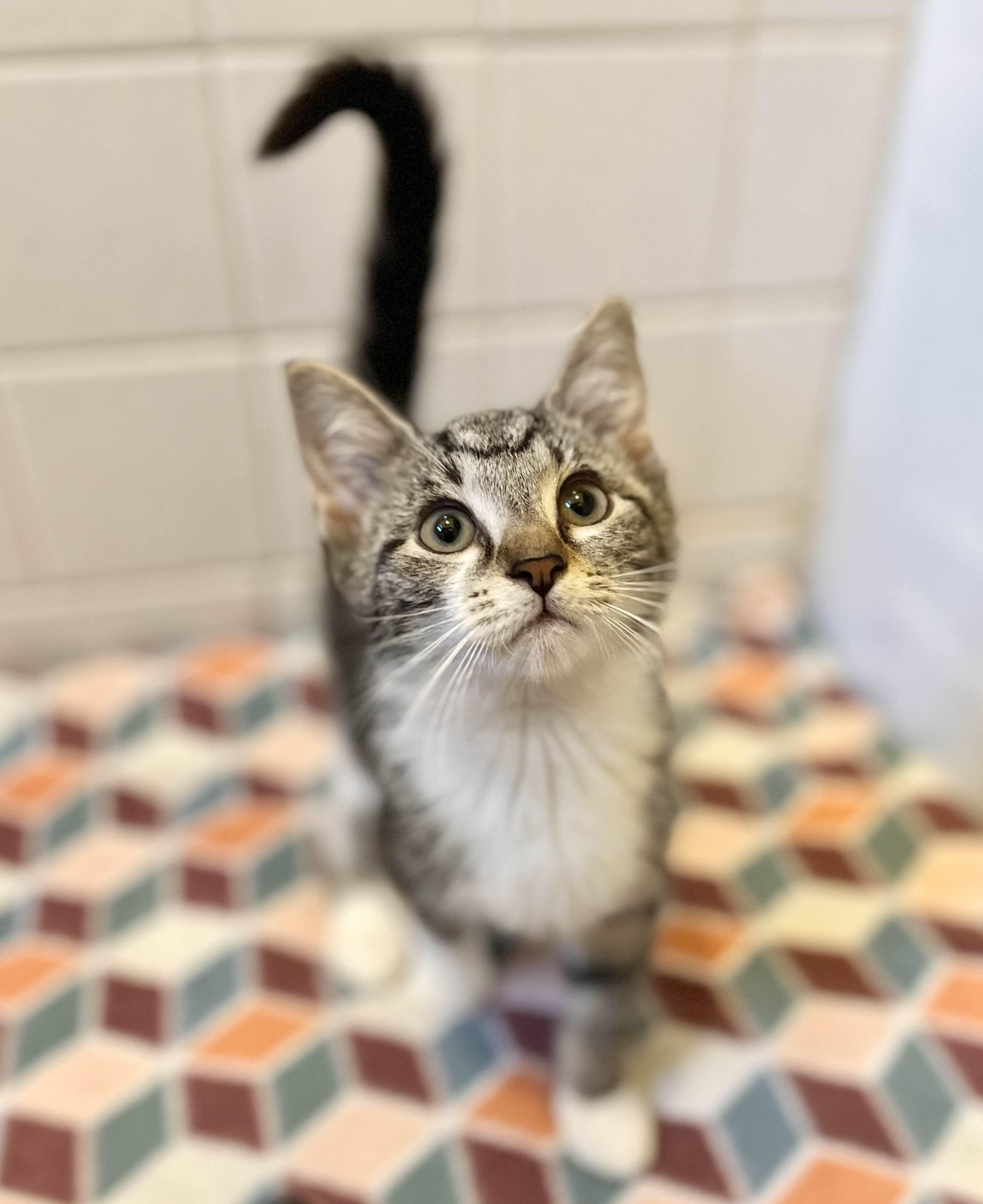 Betty, a Adoptable Domestic Short Hair image 4/5