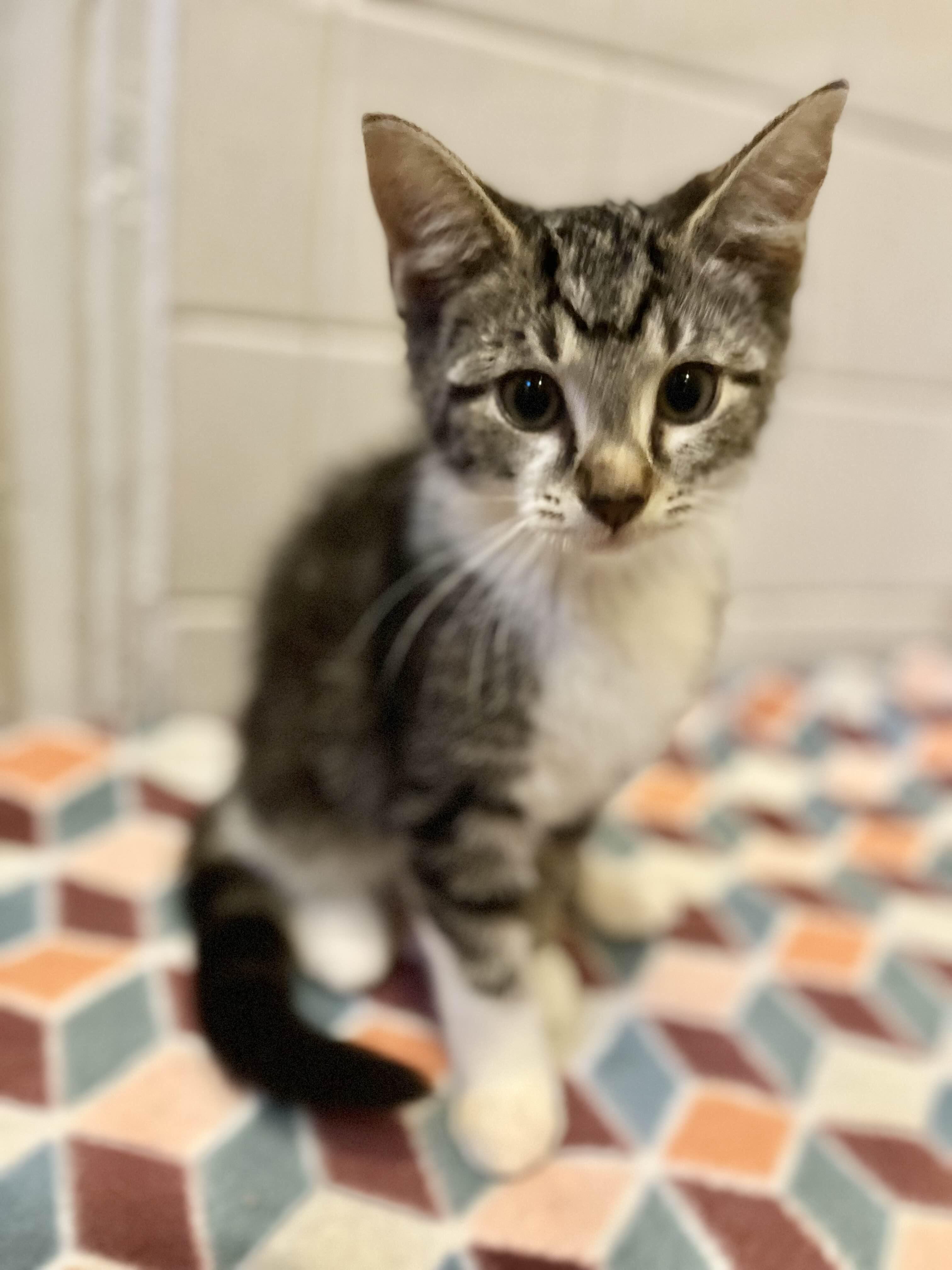 Betty, a Adoptable Domestic Short Hair image 5/5