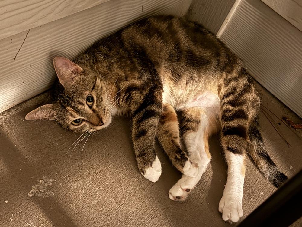 Chiquita, Adoptable, Adult Female Domestic Short Hair.