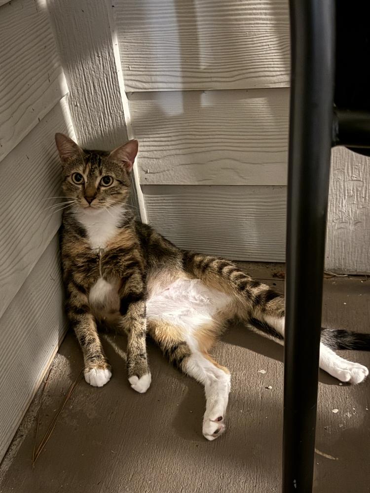 Enlarge Chiquita, a Adoptable Domestic Short Hair in Orlando, FL image 2/6