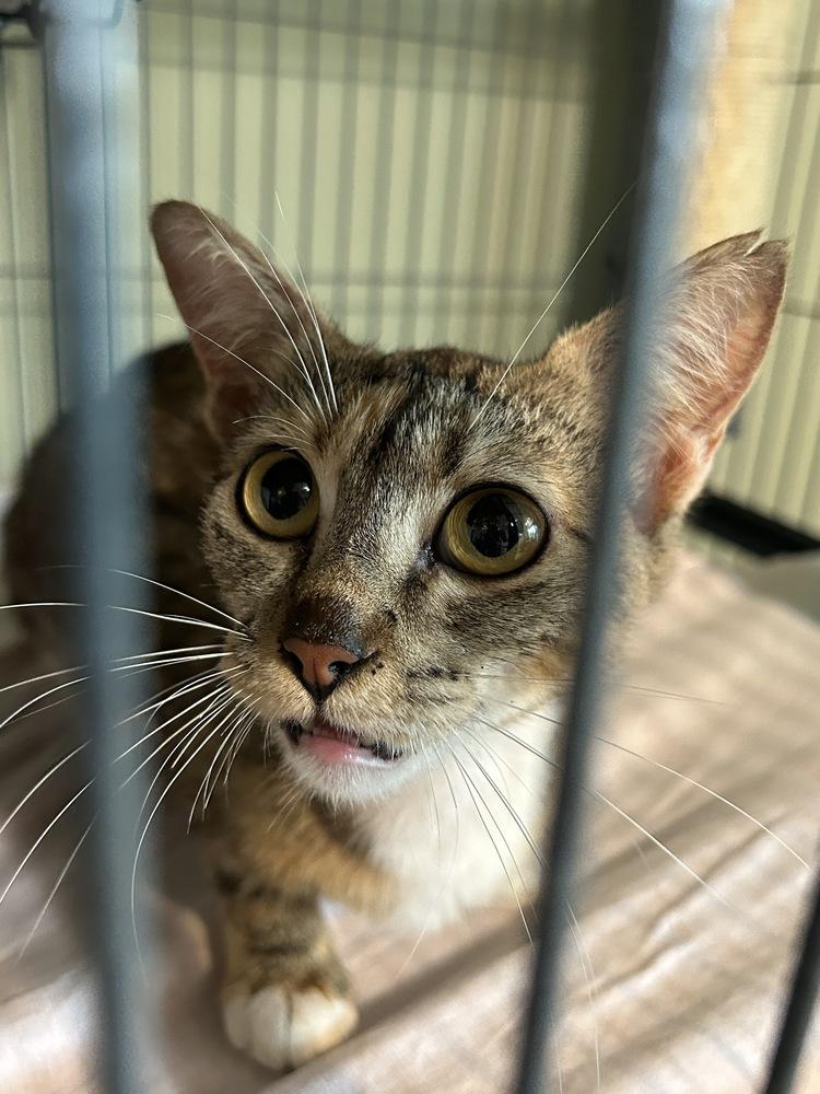 Enlarge Chiquita, a Adoptable Domestic Short Hair in Orlando, FL image 3/6