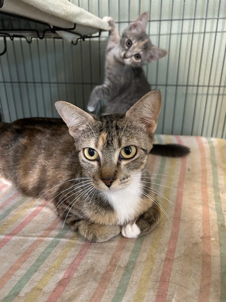 Enlarge Chiquita, a Adoptable Domestic Short Hair in Orlando, FL image 4/6