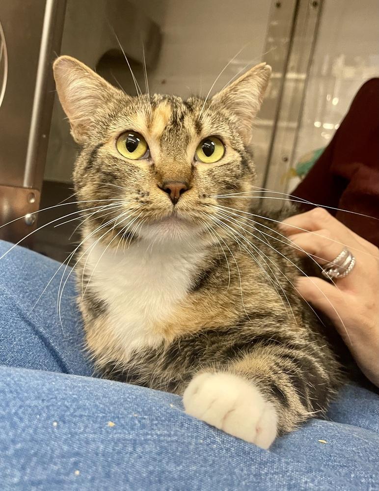 Enlarge Chiquita, a Adoptable Domestic Short Hair in Orlando, FL image 5/6