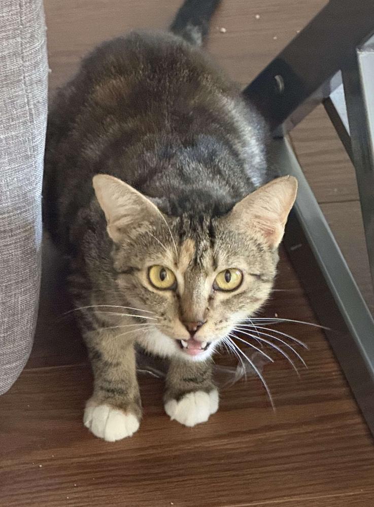 Enlarge Chiquita, a Adoptable Domestic Short Hair in Orlando, FL image 6/6